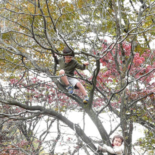 Tree Climbing | 木登り